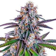 GG Purple / Gorilla Glue Purple, Фасовка: 3+1